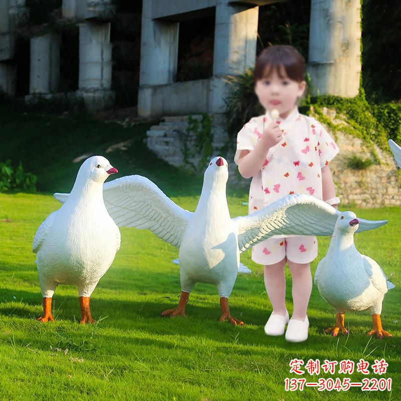 信阳和平鸽唤醒内心的宁静