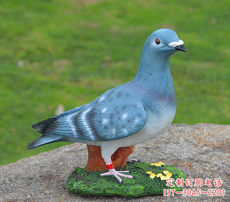 信阳和平鸽传承着永恒的爱