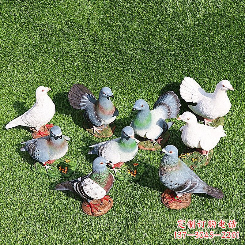 信阳和平鸽毕加索激发的美好灵感
