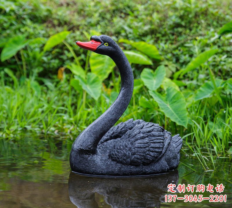 信阳黑天鹅婉约鱼尾,完美呈现园林水塘水景