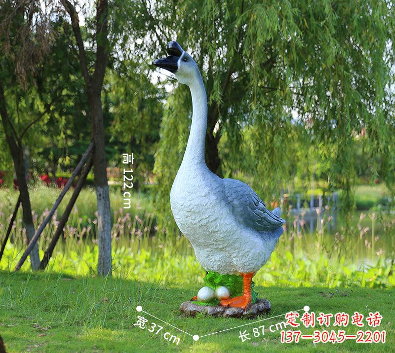 信阳站立的灰色天鹅