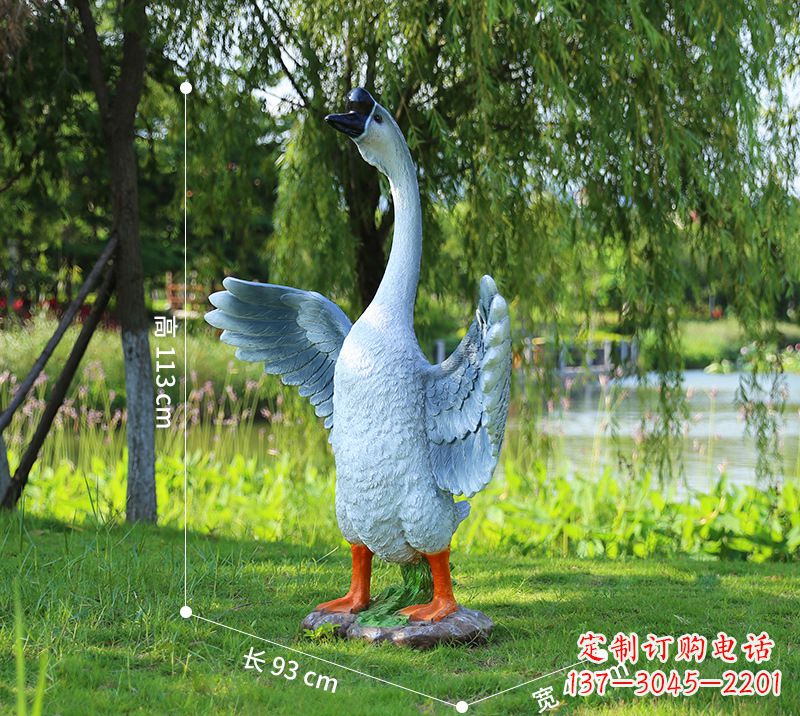 信阳站立的灰色展翅天鹅