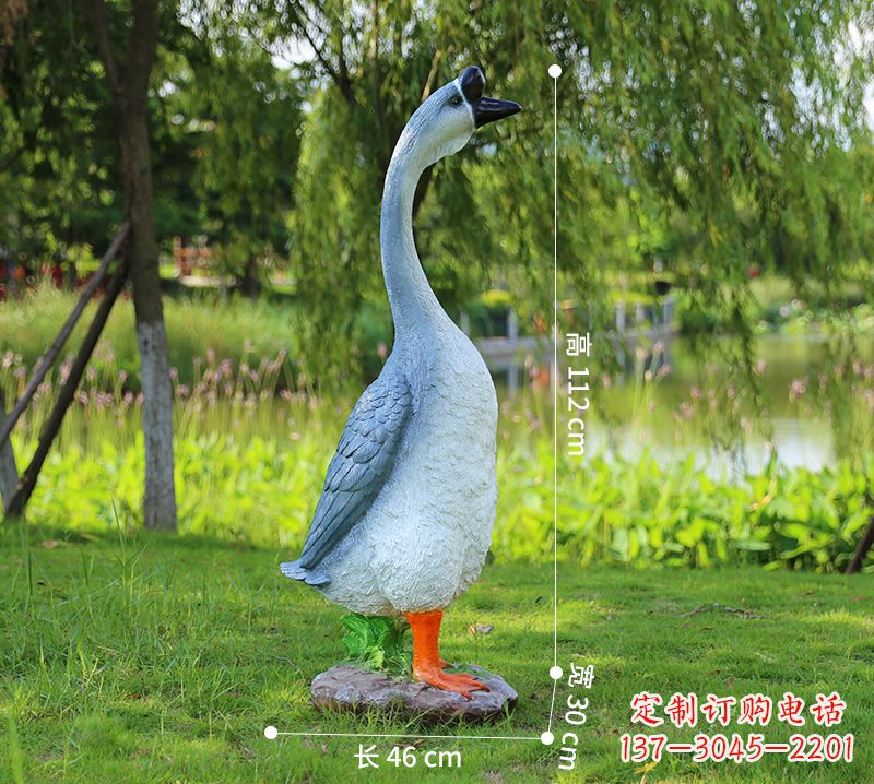 信阳站立立脖灰色天鹅